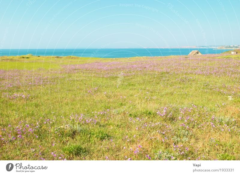 Grünes Gras auf dem Feld mit Blumen Sommer Umwelt Natur Landschaft Pflanze Wasser Himmel Wolkenloser Himmel Horizont Sonnenlicht Frühling Schönes Wetter Wiese