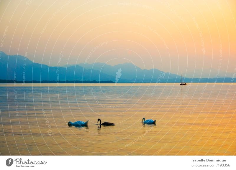 Stille Ausflug Ferne Sommer Sommerurlaub Berge u. Gebirge Natur Landschaft Wasser Horizont Sonnenaufgang Sonnenuntergang Nebel Hügel See Chiemsee Bootsfahrt