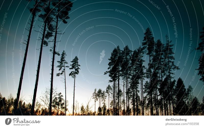 zwielichtige Angelegenheit Natur Pflanze Himmel Sonnenlicht Winter Baum Wald blau ruhig Farbfoto Außenaufnahme Menschenleer Textfreiraum rechts