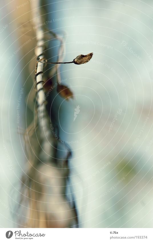 hoffentlich mein letztes Winterbild Umwelt Natur Landschaft Tier Klima Schönes Wetter Eis Frost Schnee Pflanze Wildpflanze Kletterpflanzen hängen dehydrieren