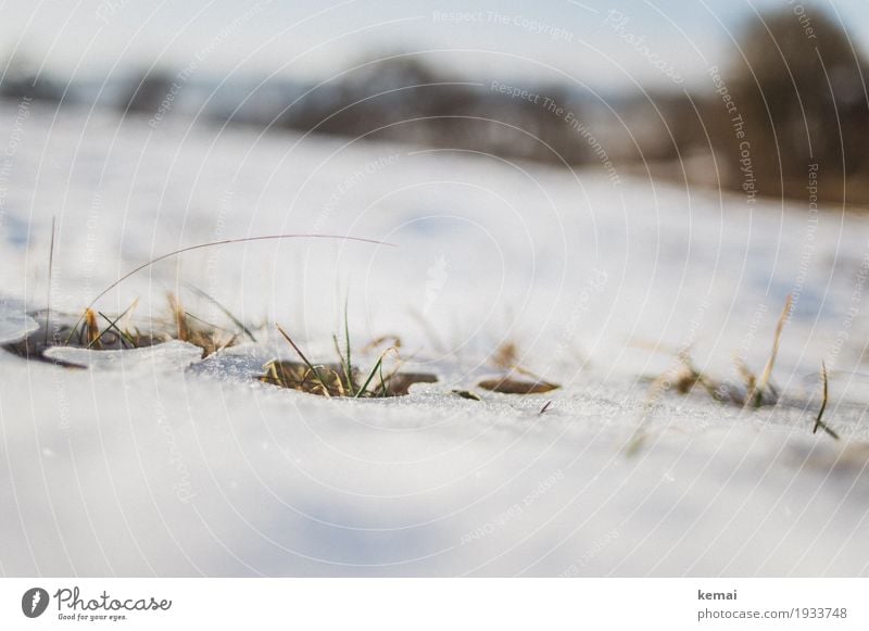 Reste II Freiheit Umwelt Natur Pflanze Frühling Winter Schönes Wetter Eis Frost Schnee Gras Grünpflanze Wiese Wachstum authentisch hell natürlich tauen