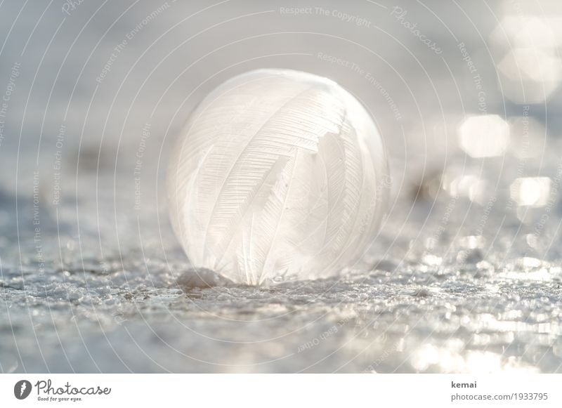 Federleicht Freizeit & Hobby Spielen Winter Natur Urelemente Wasser Sonnenlicht Schönes Wetter Eis Frost Schnee liegen frisch glänzend rund schön weiß filigran