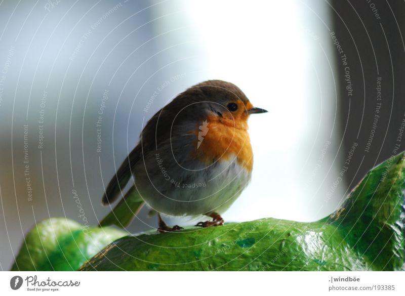 The red bird Tier Wildtier Vogel Rotkehlchen Brunft beobachten stehen frei Fröhlichkeit grün rot schwarz weiß Lebensfreude Mut Vertrauen Sicherheit Gelassenheit