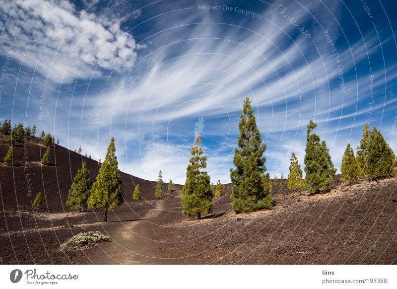 angepasst Umwelt Natur Landschaft Pflanze Urelemente Erde Himmel Schönes Wetter Baum Kiefer Berge u. Gebirge Vulkan außergewöhnlich Teneriffa vulkanisch