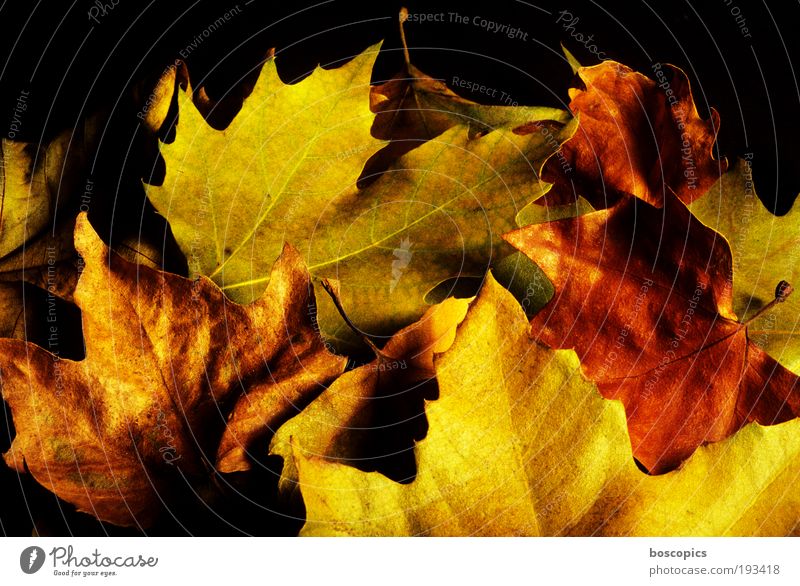 herbst Natur Pflanze Herbst Blume Blatt braun gelb gold grün Farbfoto mehrfarbig Außenaufnahme Detailaufnahme Menschenleer Tag Licht Schatten