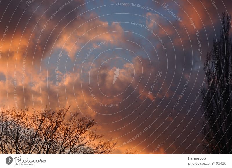 abends Ferne Natur Luft Himmel Wolken Sonnenaufgang Sonnenuntergang Baum atmen leuchten stehen rot Warmherzigkeit Verlässlichkeit Vorsicht Farbe Farbfoto