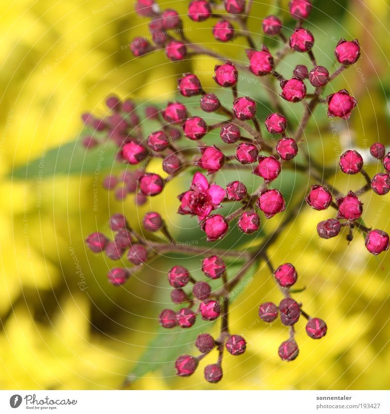 flieda Natur Pflanze Frühling Sommer Schönes Wetter Baum Blume Sträucher Blatt Blüte Park Blühend Duft leuchten Freundlichkeit frisch hell natürlich gelb grün