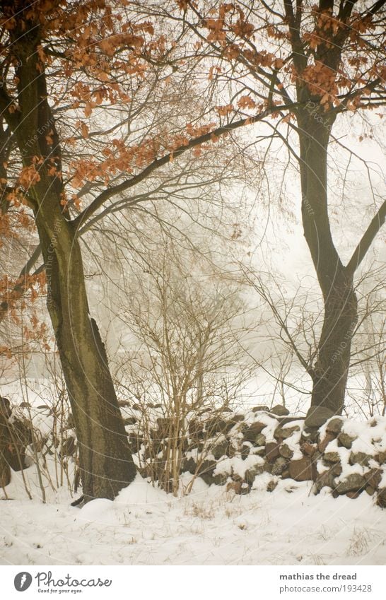 ALTES GEMÄUER Umwelt Natur Landschaft Winter schlechtes Wetter Nebel Eis Frost Schnee Pflanze Baum Sträucher Wiese Feld Wald dunkel kalt schön Endzeitstimmung