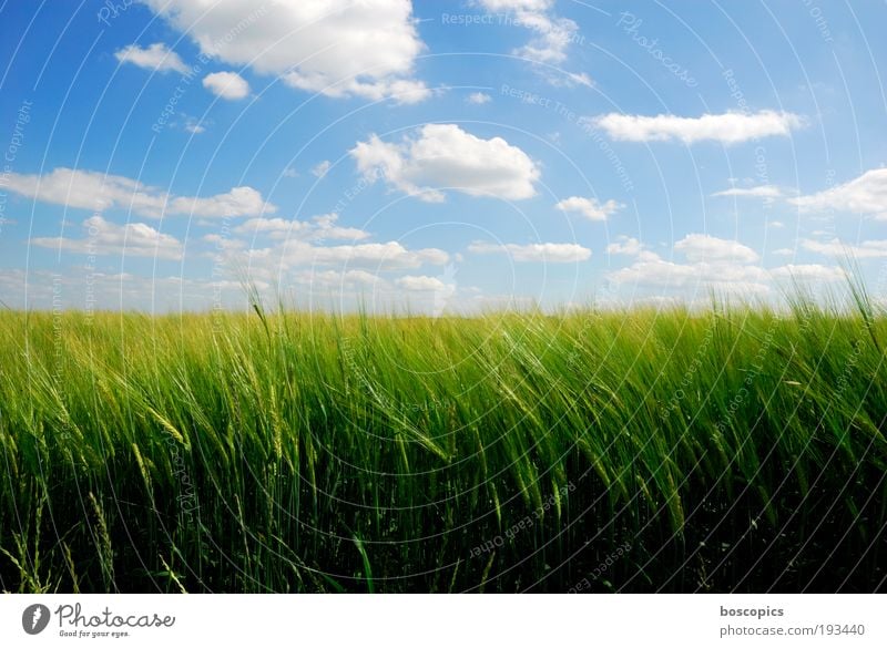 summertime Landschaft Himmel Wolken Sommer Schönes Wetter Nutzpflanze Feld ästhetisch Freundlichkeit blau gelb grün Gerstenfeld Ackerbau friedlich Farbfoto