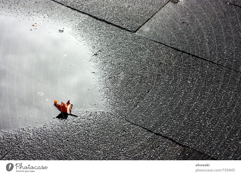 Winterlaub Umwelt Wasser Wolken Herbst Klima Regen Blatt Straße Bürgersteig dunkel Trauer Müdigkeit Unlust Sehnsucht Enttäuschung Einsamkeit Zukunftsangst