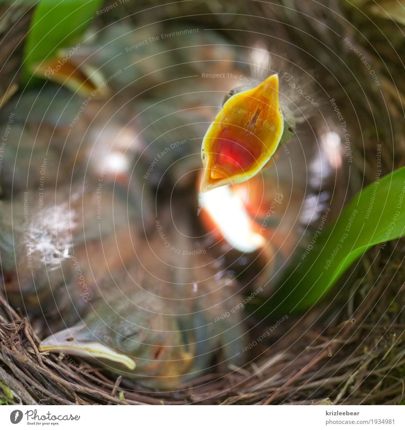 Der frühe Vogel Natur Tier Frühling Wildtier 4 Tiergruppe Tierjunges Tierfamilie Essen Fressen füttern schreien kuschlig niedlich Vorfreude Vertrauen Sicherheit