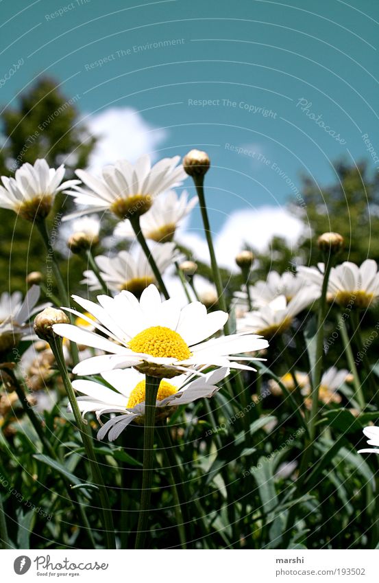 streckt eure Köpfe Natur Himmel Pflanze Gras Blüte Park Wiese blau gelb grün weiß Frühling Frühlingsblume Margerite Jahreszeiten Blütenknospen Blatt Sonne