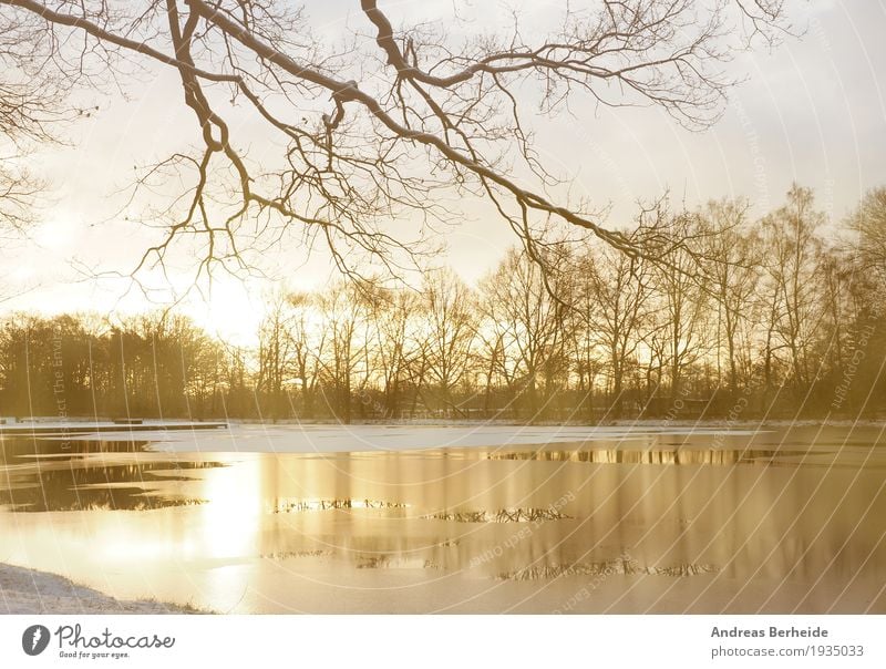 Winterkälte Weihnachten & Advent Natur Sonnenaufgang Sonnenuntergang Schönes Wetter Eis Frost Park kalt sunlight tree cold natural sunrise bright morning season