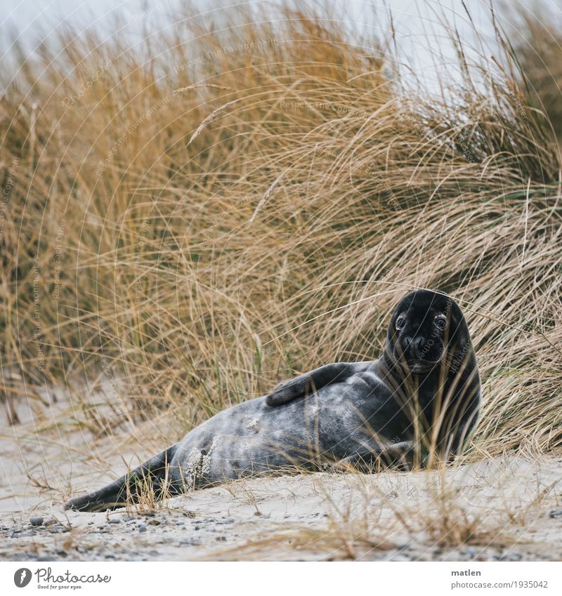 Strandschönheit Pflanze Winter Gras Küste Tier 1 liegen natürlich braun grau grün schwarz Seehund Robben Düne Dünengras Farbfoto Gedeckte Farben Außenaufnahme