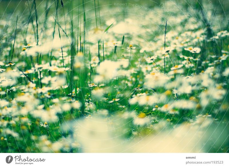 Beblumter Grünstreifen Umwelt Natur Pflanze Frühling Sommer Schönes Wetter Blume Gras Blüte Feld authentisch einfach frei Freundlichkeit Fröhlichkeit frisch