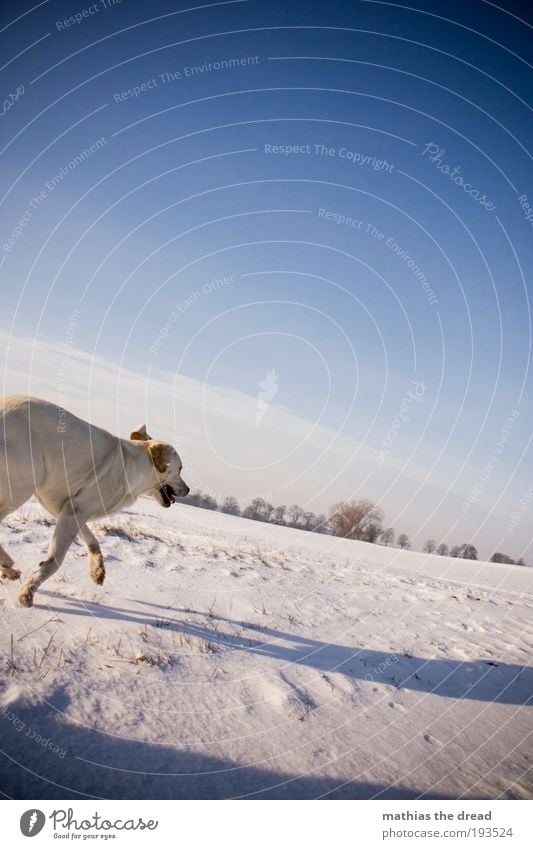 WALKING Umwelt Natur Landschaft Himmel Wolken Horizont Sonnenlicht Winter Schönes Wetter Nebel Eis Frost Schnee Pflanze Baum Wiese Feld Tier Haustier Hund 1