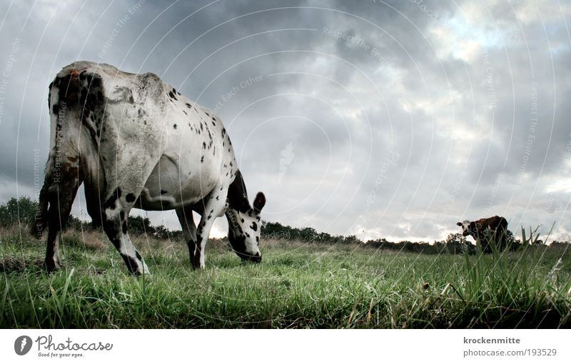 High Noon auf der Heide Umwelt Natur Landschaft Wolken Gewitterwolken Wetter schlechtes Wetter Unwetter Sturm Regen Tier Nutztier Kuh Rind Rinderhaltung