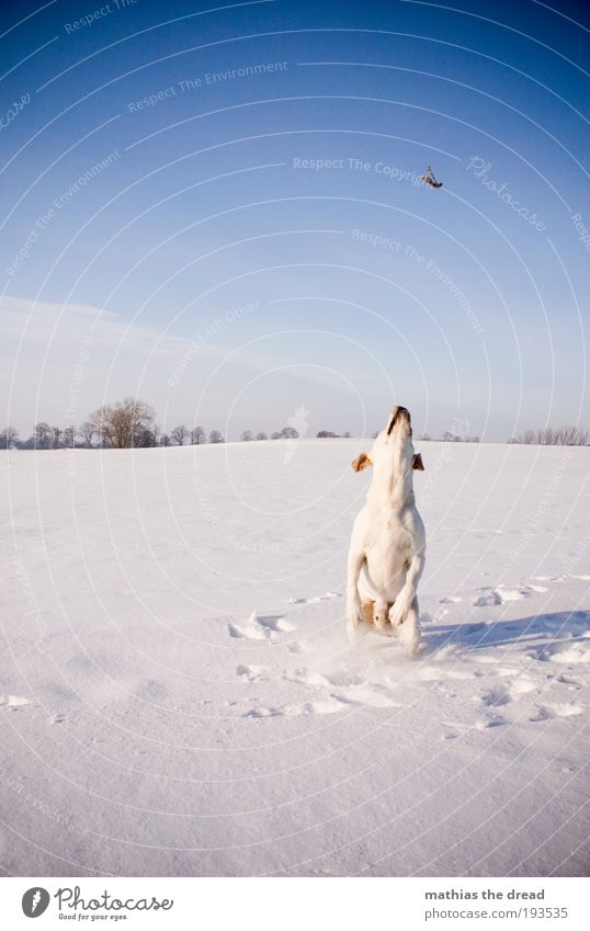 READY TO TAKE OFF Umwelt Natur Landschaft Wolkenloser Himmel Sonnenlicht Winter Schönes Wetter Eis Frost Schnee Pflanze Baum Blume Wiese Feld Tier Haustier Hund