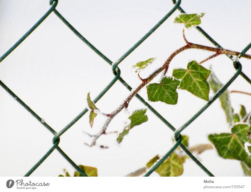 Durchsetzungsvermögen Umwelt Natur Pflanze Winter Efeu Garten Zaun Maschendraht Wachstum kalt rebellisch grün weiß Netzwerk ranken Ranke wickeln Farbfoto