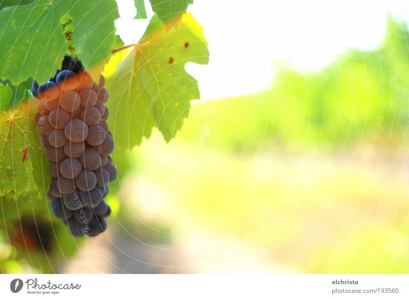 time to harvest Natur Sommer Blatt Warmherzigkeit Wachstum grün Wein Weintrauben Gamay Weinlese Rotwein rot gelb Farbfoto Außenaufnahme Textfreiraum rechts Tag