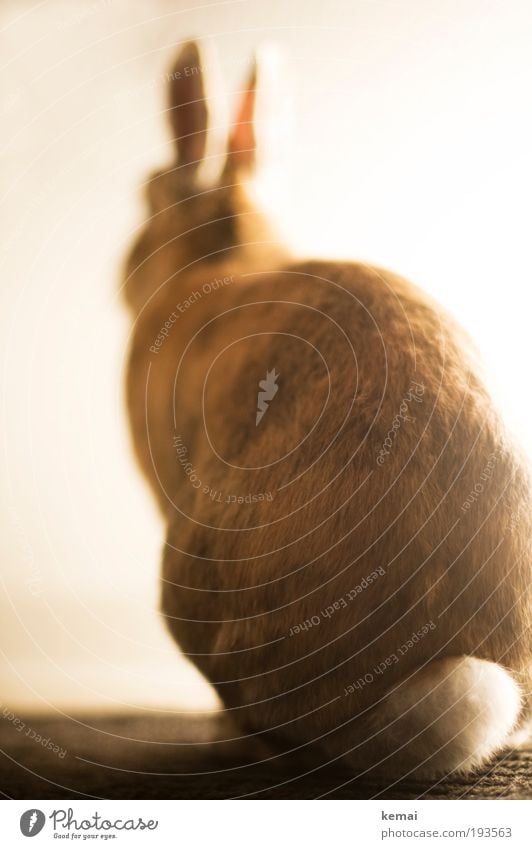 Ein schöner Rücken... Tier Haustier Fell Hase & Kaninchen Zwerghase Zwergkaninchen Nagetiere Blume Schwanz Hasenohren 1 Hinterteil leuchten sitzen niedlich