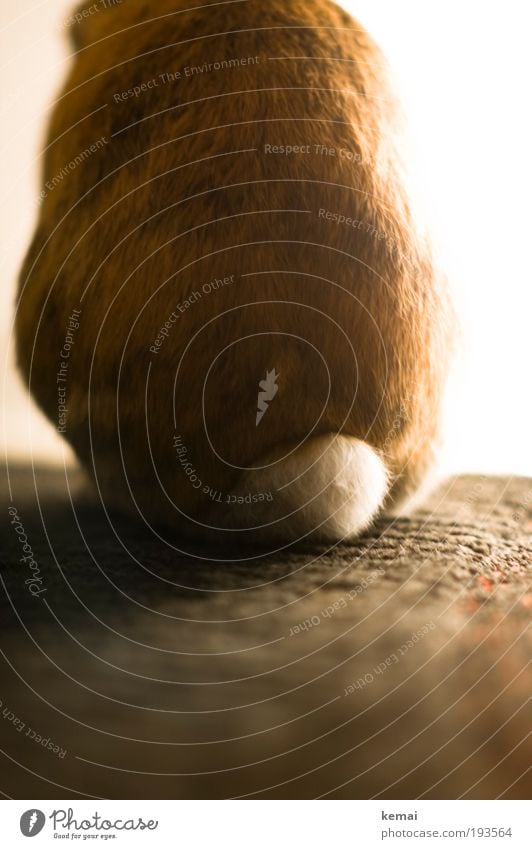 ... kann auch entzücken Tier Haustier Fell Hase & Kaninchen zwerghase Zwergkaninchen Blume Nagetiere 1 Hinterteil Stummelschwanz Schwanz Teppich Lampe leuchten