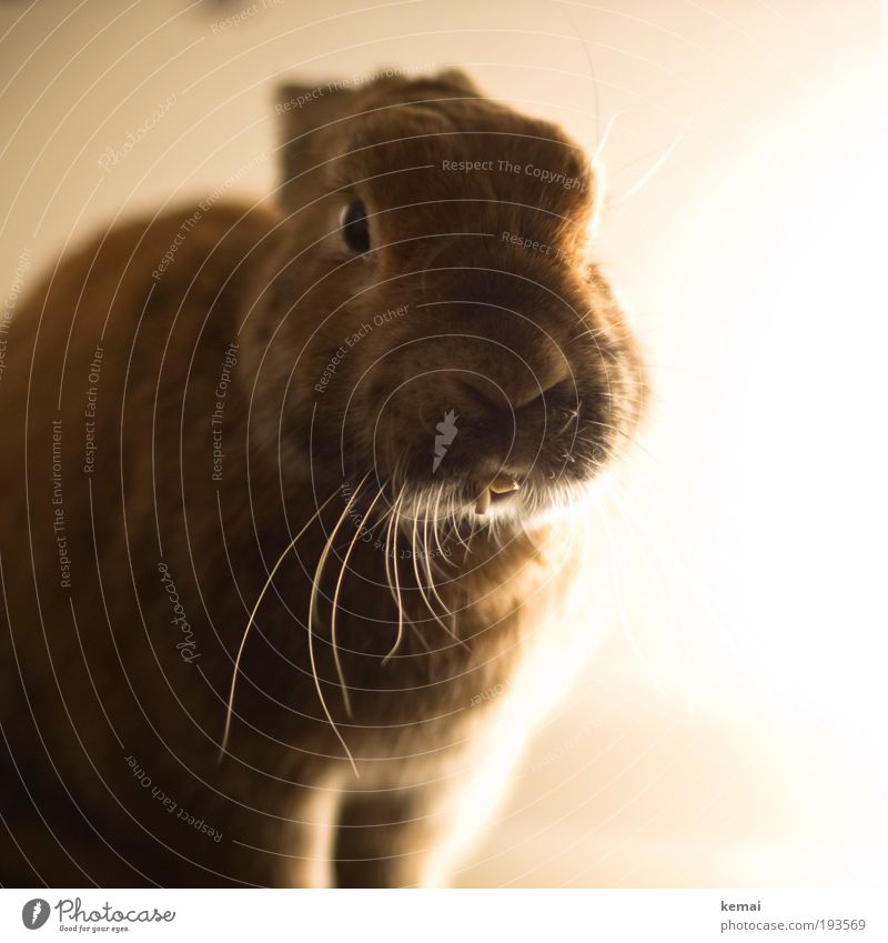 Bartwuchs vs. Zahnwuchs Tier Haustier Tiergesicht Fell Hase & Kaninchen Zwergkaninchen Zwerghase Wimpern Barthaare Schnurrbarthaare Gebiss Knopfauge 1 Licht