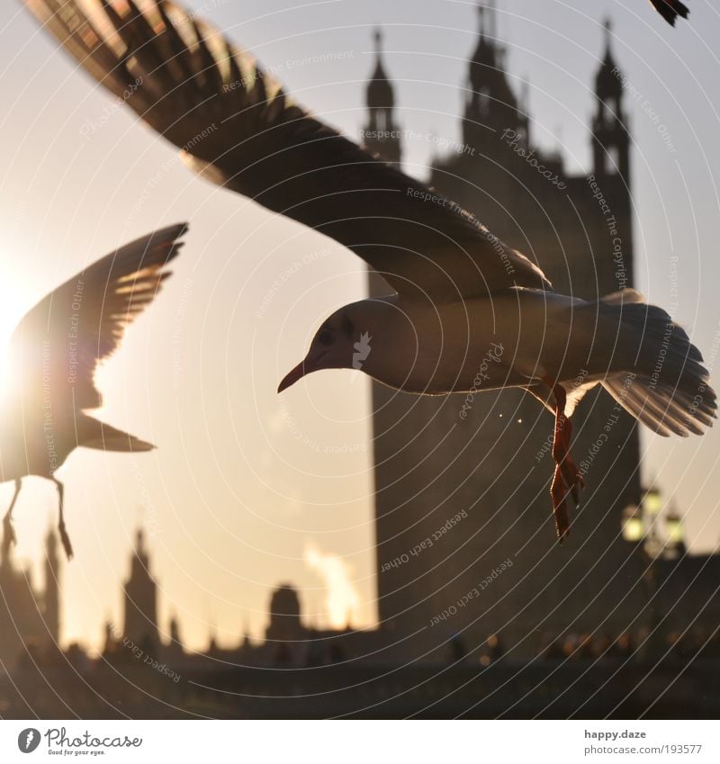 Beschwingt elegant Ferne Freiheit Sonne Sonnenaufgang Sonnenuntergang Sonnenlicht Schönes Wetter London Stadt Skyline Tier Vogel Flügel 2 Schwarm Bewegung