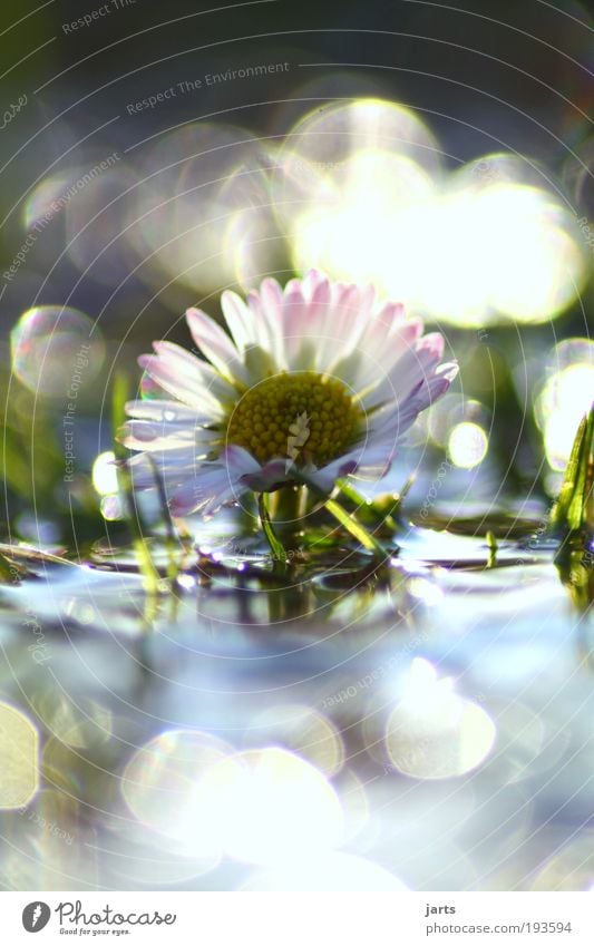 Gänseblümchen Umwelt Natur Wasser Wassertropfen Sonnenlicht Frühling Klima Schönes Wetter Pflanze Blume Park Wiese fantastisch frisch glänzend schön natürlich