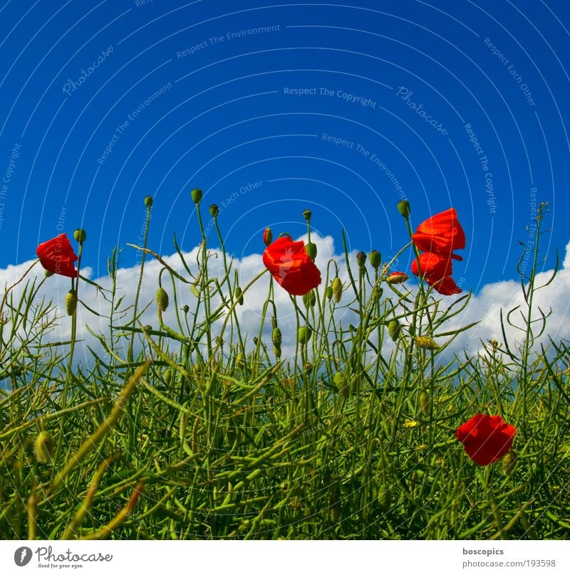 Klatschmohn Natur Himmel Wolken Sommer Schönes Wetter Pflanze Baum Blatt Blüte Wildpflanze Feld frisch blau grün rot Stimmung schön Leben Zufriedenheit Umwelt