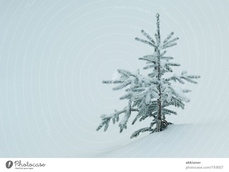 Baum rechts Umwelt Natur Landschaft Pflanze Urelemente Luft Wasser Winter Klima Klimawandel schlechtes Wetter Eis Frost Schnee Park Coolness hell kalt weiß