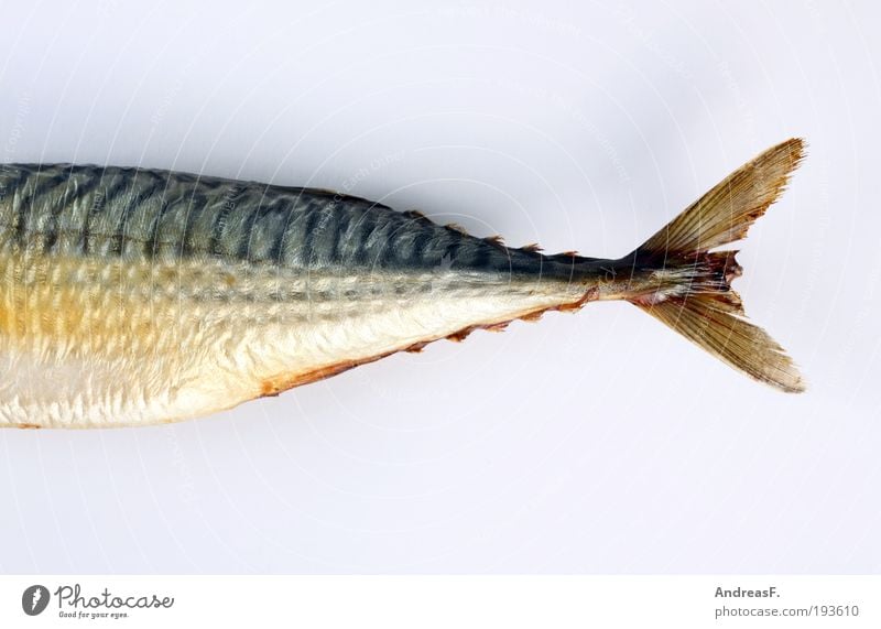 Makrele Lebensmittel Fisch Meeresfrüchte Ernährung Fischer Räucherfisch geräuchert Farbfoto Innenaufnahme Nahaufnahme Detailaufnahme Textfreiraum oben