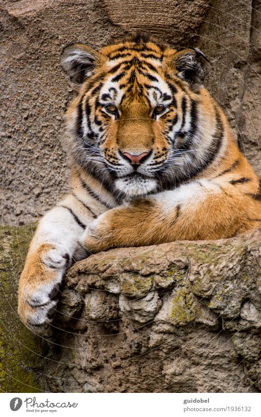 Tigerblick Tier Wildtier Katze Tiergesicht Zoo Stein Felsen Zeichen genießen hören Blick sitzen stehen Aggression sportlich außergewöhnlich Bekanntheit Coolness