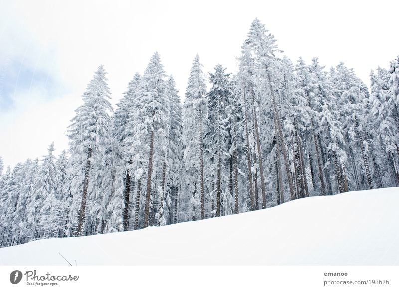 weisswald Ferien & Urlaub & Reisen Ausflug Winter Schnee Winterurlaub Berge u. Gebirge Skier Skipiste Natur Landschaft Baum Alpen Erholung Idylle ruhig