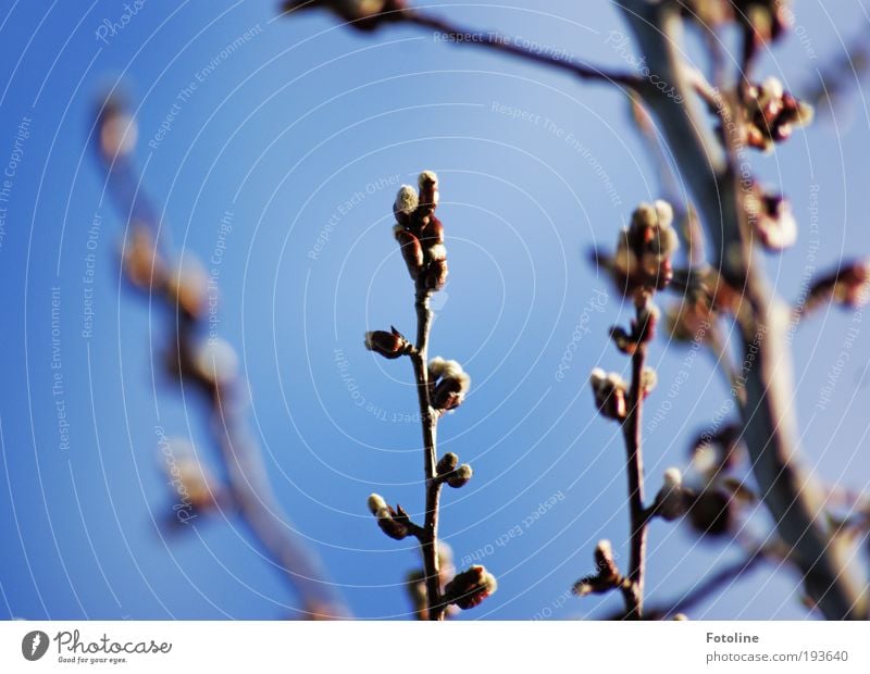 Da kommt er Umwelt Natur Pflanze Urelemente Luft Himmel Wolkenloser Himmel Frühling Klima Wetter Schönes Wetter Baum Park hell Wärme blau braun aufwachen