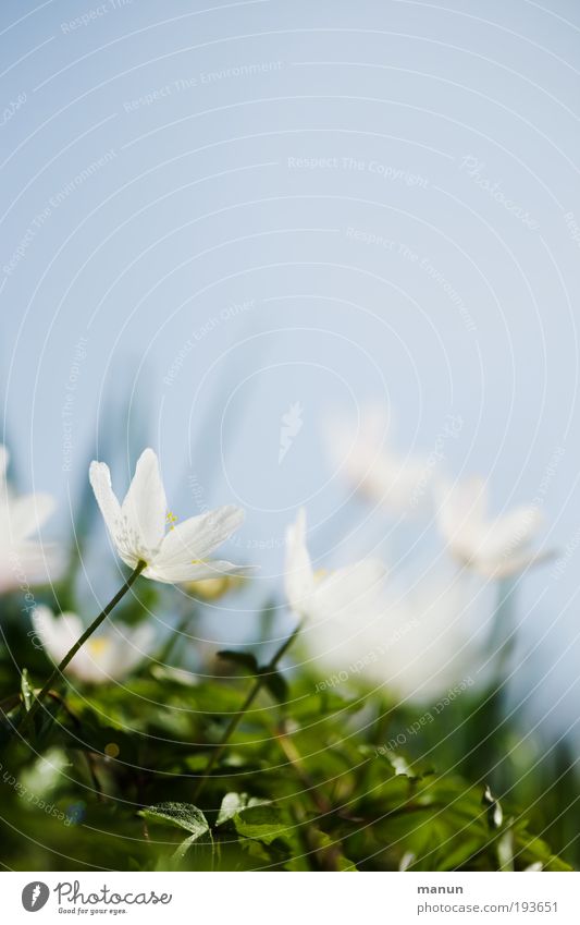 Nicht mehr lange... Sinnesorgane Erholung ruhig Duft Natur Himmel Frühling Schönes Wetter Blume Blüte Wildpflanze Frühlingsblume Buschwindröschen Frühblüher