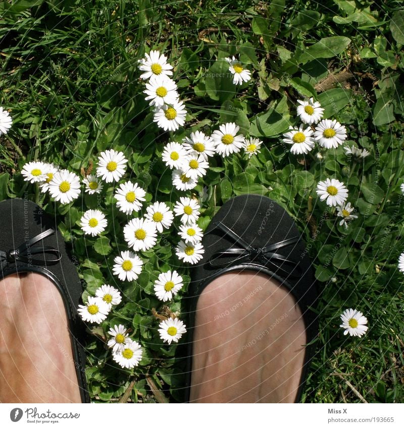 Hallo Frühling, Sommer, Sonne, Gänseblümchen und Käsefüße Ferien & Urlaub & Reisen Garten Fuß 1 Mensch Natur Blume Gras Blatt Blüte Wiese Schuhe Fröhlichkeit