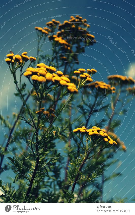 himmelwärts Natur Pflanze Blume Blatt Blüte Wiese Blühend Wachstum Freundlichkeit frisch blau gelb grün Lebensfreude Optimismus Kraft Umwelt Frühling