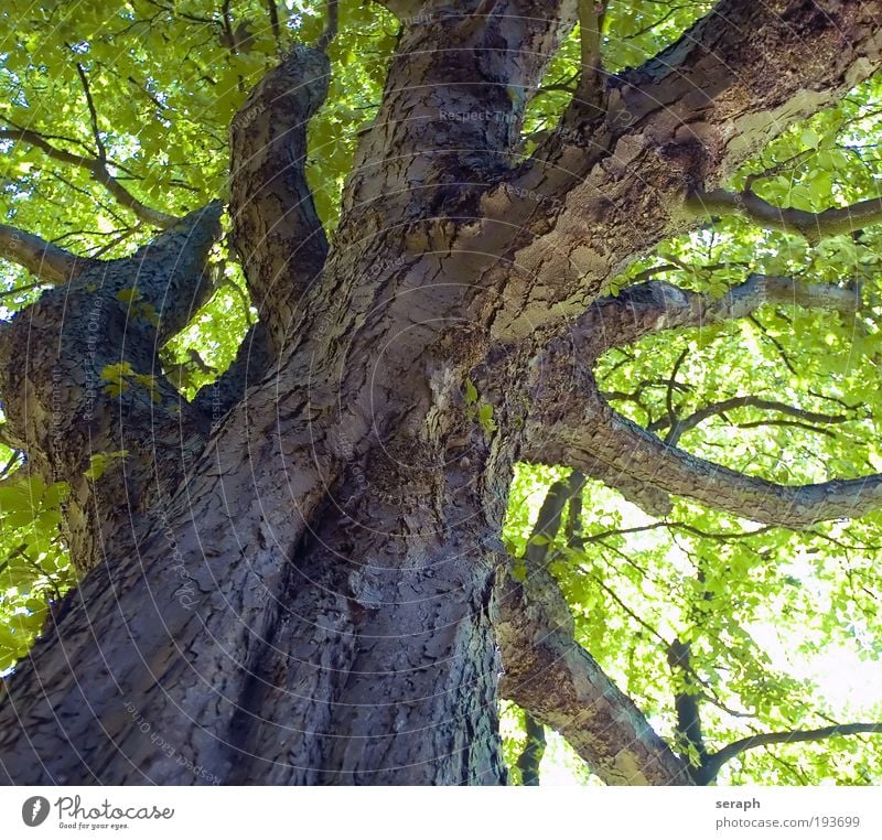 Oiolaire Wachstum Blatt Blätterdach Natur Netzwerk Vernetzung friedlich Pflanze pflanzlich Wald Holz Robinie Baumstamm filigran Baumkrone Ast Geäst Baumrinde