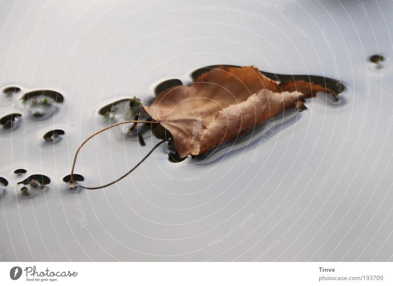 Ruhe trägt Natur Wasser Blatt Teich See liegen dehydrieren ruhig Pfütze Wasseroberfläche Stengel flach Herbst Herbstlaub Oberflächenspannung seicht Gewässer