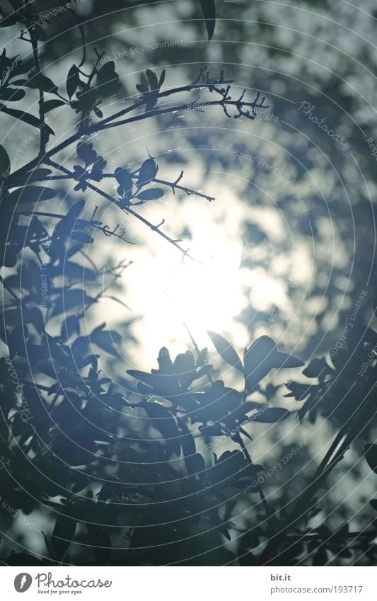 ASTLOCH Umwelt Natur Pflanze Sonne Schönes Wetter Sträucher Blatt Grünpflanze heiß hell oben rund blau weiß Glaube Mitte Loch leuchten Ast Lichteinfall