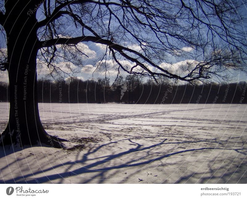 longing for summer Natur Landschaft Himmel Wolken Winter Wetter Schnee Baum Ast blau weiß Frühlingsgefühle Vorfreude Sehnsucht Wunsch Außenaufnahme Menschenleer