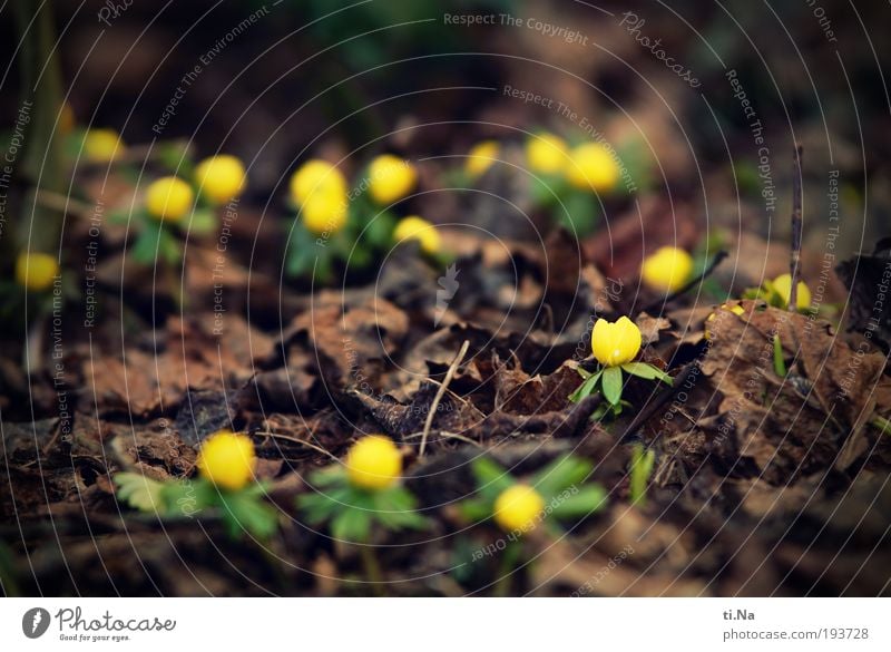 ich hab den Frühling gesehen Umwelt Natur Landschaft Tier Pflanze Blume Blatt Blüte Blühend braun gelb Farbfoto Gedeckte Farben Außenaufnahme Nahaufnahme