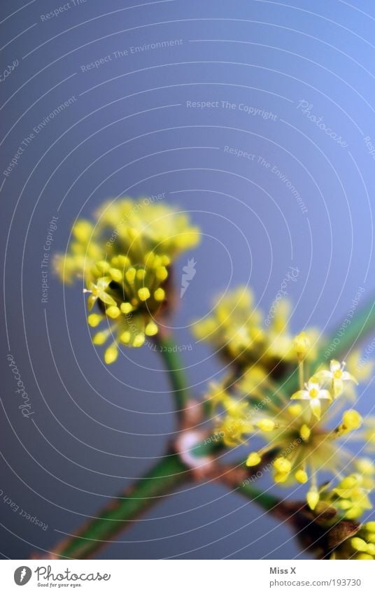 der Frühling ist da Dekoration & Verzierung Natur Sommer Schönes Wetter Pflanze Blume Blatt Blüte Park Blühend Wachstum schön positiv gelb Stimmung zart klein