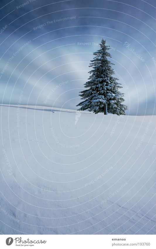 winterwonderland Winter Schnee Winterurlaub Berge u. Gebirge Skipiste Natur Landschaft Pflanze Klimawandel Schönes Wetter Eis Frost Baum kalt Einsamkeit Tanne