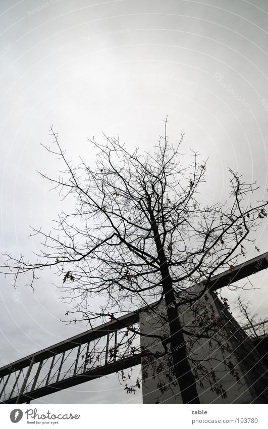 trostlos Urelemente Wolken Herbst Winter schlechtes Wetter Baum Hauptstadt Haus Brücke Bauwerk Architektur Stein Beton Holz Stahl bedrohlich dunkel eckig kalt