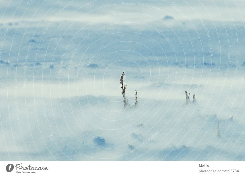 Kalte Schneesee Umwelt Natur Landschaft Erde Winter Klima Klimawandel Wetter Wind Sturm Eis Frost Wiese Feld kalt natürlich Schneewehe Schneedecke Schneesturm