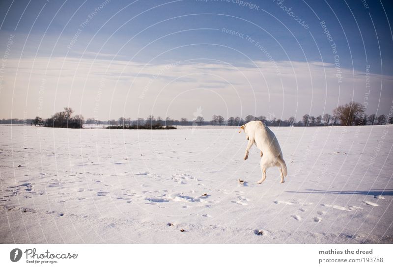 BOING BOING Umwelt Natur Landschaft Himmel Wolken Horizont Sonne Winter Klima Schönes Wetter Eis Frost Schnee Pflanze Baum Wiese Feld Tier Haustier Hund 1