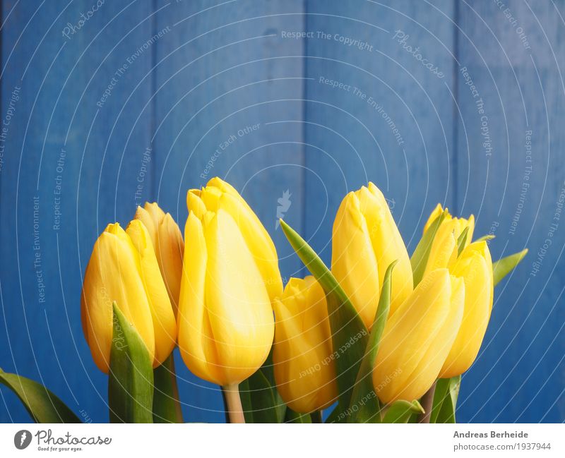 Gelbe Tulpen vor blau Natur Pflanze Blumenstrauß Liebe springen gelb Easter Hintergrundbild beautiful blossom blue celebration copy copyspace decoration flower