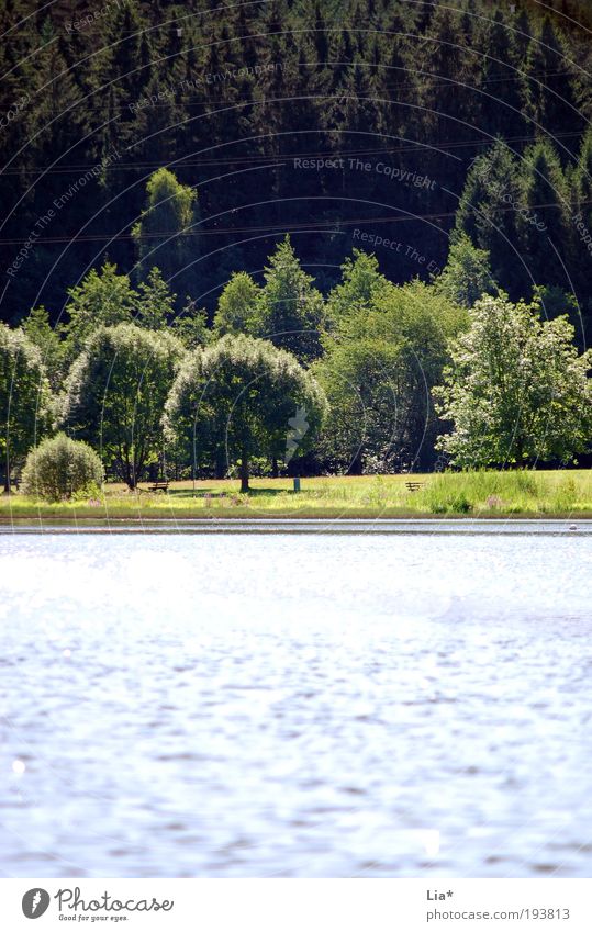 dort Sommer Umwelt Natur Landschaft Pflanze Tier Wasser Klima Klimawandel Park Wiese Wald Seeufer Flussufer Wahrheit authentisch Erholung Frieden ruhig